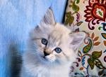 Drosha - Siberian Cat For Sale - San Diego&comma; CA&comma; US