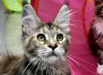 Sweetie - Maine Coon Cat For Sale - Boerne&comma; TX&comma; US