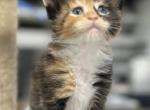 Candy - Maine Coon Cat For Sale - Boerne&comma; TX&comma; US
