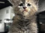 Poppy - Maine Coon Cat For Sale - Boerne&comma; TX&comma; US