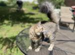 Male Available Now - Siberian Cat For Sale - Somerset&comma; NJ&comma; US