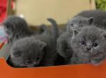 Blue dream - British Shorthair Cat For Sale - Fort Wayne&comma; IN&comma; US