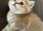 Litter D - British Shorthair Cat For Sale - Staten Island&comma; NY&comma; US