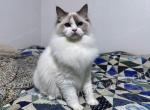 Zoidberg - Ragdoll Cat For Sale - Tuscaloosa&comma; AL&comma; US