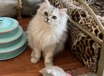 Onyx - Persian Cat For Sale - Farmington&comma; MI&comma; US