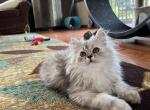 Kohga - Persian Cat For Sale - Farmington&comma; MI&comma; US