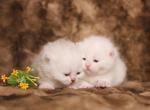 English Muffin Kittens - British Shorthair Kitten For Sale - 