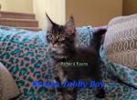 Asgard Koons brown tabby - Maine Coon Cat For Sale - Fort Worth&comma; TX&comma; US