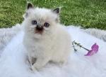 Joys female kitten ready September 1 - Ragdoll Cat For Sale - Mount Joy&comma; PA&comma; US