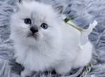 Joys litter male 2 ready September 1 - Ragdoll Cat For Sale - Mount Joy&comma; PA&comma; US