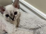 ratatouille - Devon Rex Cat For Sale - 