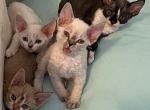 pandora and furry - Devon Rex Cat For Sale - 