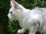 silver boy - Maine Coon Cat For Sale - Bridgewater&comma; NJ&comma; US