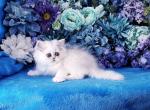 Little Logan - Persian Cat For Sale - McKinney&comma; TX&comma; US