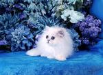 Cosmo - Persian Cat For Sale - McKinney&comma; TX&comma; US