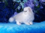 Kenny - Persian Cat For Sale - McKinney&comma; TX&comma; US