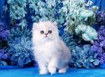 Preston - Persian Cat For Sale - McKinney&comma; TX&comma; US