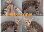 Cinnamon highlander male - Highlander Cat For Sale - Frenchtown&comma; MI&comma; US