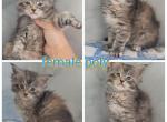 Firecracker liter - Highlander Cat For Sale - Frenchtown&comma; MI&comma; US