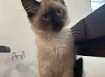 Sweet Baby Seal Point - Balinese Cat For Sale - CA&comma; US