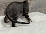 Raya - Devon Rex Cat For Sale - Philadelphia&comma; PA&comma; US