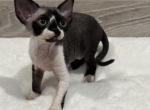 R - Devon Rex Cat For Sale - Philadelphia&comma; PA&comma; US