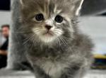 Flower - Maine Coon Cat For Sale - Boerne&comma; TX&comma; US