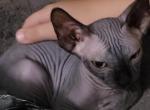 Black Male - Sphynx Cat For Sale - Rockford&comma; IL&comma; US