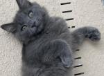 Teddy jade and Junior - Siberian Cat For Sale - Melbourne&comma; FL&comma; US