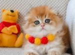 Alex - Scottish Fold Cat For Sale - Hollywood&comma; FL&comma; US