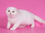Tyson - Scottish Fold Cat For Sale - Hollywood&comma; FL&comma; US