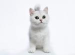 Jessika - British Shorthair Cat For Sale - Hollywood&comma; FL&comma; US