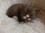 Oliver - British Shorthair Cat For Sale - Hollywood&comma; FL&comma; US