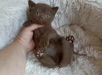 Ostap - British Shorthair Cat For Sale - Hollywood&comma; FL&comma; US