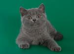 Medina - British Shorthair Cat For Sale - Hollywood&comma; FL&comma; US