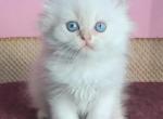 Filemon - British Shorthair Cat For Sale - Hollywood&comma; FL&comma; US