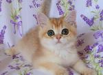 Fasolka - British Shorthair Cat For Sale - Hollywood&comma; FL&comma; US