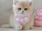 Alyssa - Scottish Straight Cat For Sale - Pembroke Pines&comma; FL&comma; US