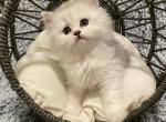 Minis kittens - Scottish Fold Cat For Sale - Tukwila&comma; WA&comma; US