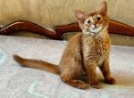 Deanna Somali - Abyssinian Cat For Sale - Pembroke Pines&comma; FL&comma; US