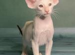 Muskat - Oriental Cat For Sale - Pembroke Pines&comma; FL&comma; US