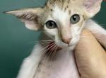 Oriental - Oriental Cat For Sale - Pembroke Pines&comma; FL&comma; US