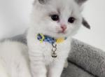 Male Blue Bicolor kitten - Ragdoll Cat For Sale - Attica&comma; MI&comma; US