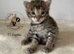 F2 Savannah Male Kumba - Savannah Cat For Sale - Camden&comma; NJ&comma; US