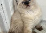 Sam Sealpoint ready August 1 - Ragdoll Cat For Sale - Mount Joy&comma; PA&comma; US