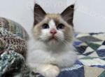 Takeru - Ragdoll Cat For Sale - Tuscaloosa&comma; AL&comma; US