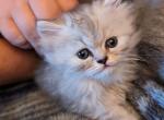 Playful Cute CFA Registered Persian - Persian Cat For Sale - Perry&comma; FL&comma; US