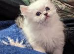 Sweet Playful Registered Himalayan - Himalayan Cat For Sale - Perry&comma; FL&comma; US