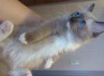 Seal Mink Mitted male - Ragdoll Cat For Sale - Minerva&comma; OH&comma; US
