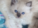 Female ragdoll sealpoint - Ragdoll Cat For Sale - Minerva&comma; OH&comma; US
